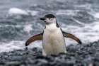 Antarctica, South Shetland Islands, Half Moon Island. Chinstrap penguin in snowfall. Art Print